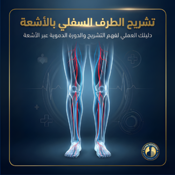 Bone X-ray of the lower limb